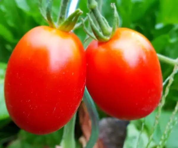 Tomaten: De Berao