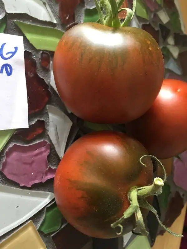 Tomaten: De Berao