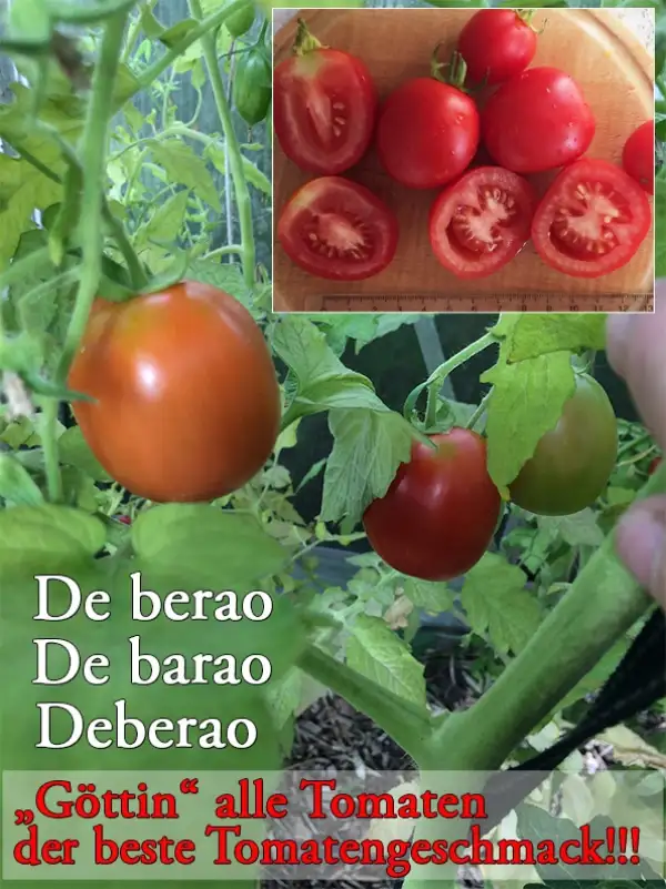 Tomaten: De Berao