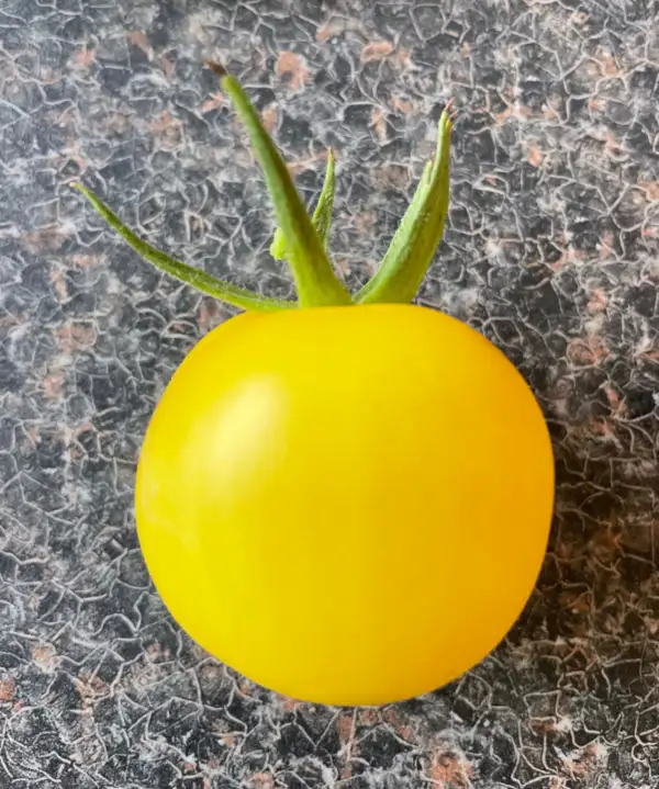 Tomaten: De Berao gelb - aus Ukraine