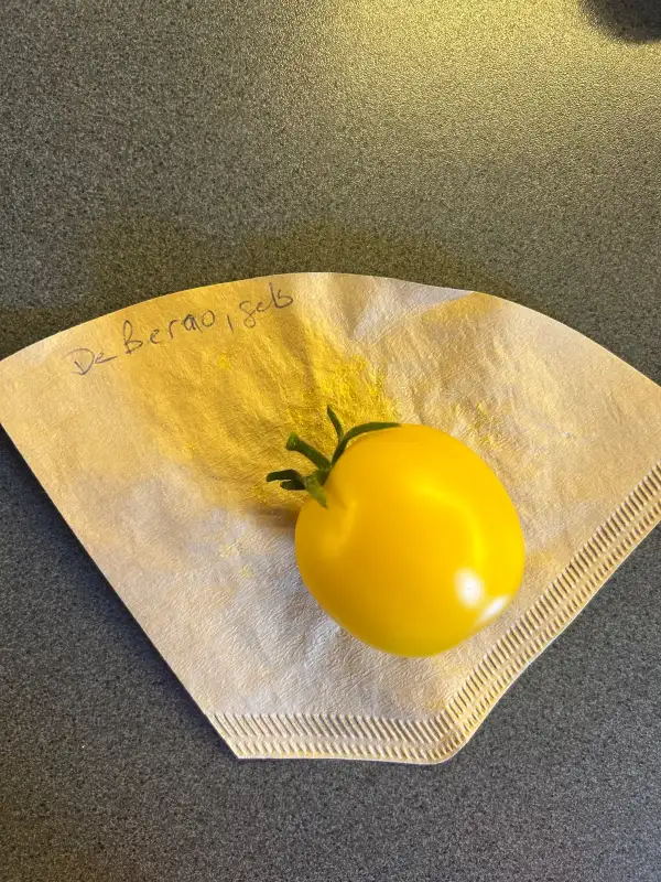 Tomaten: De Berao, gelb