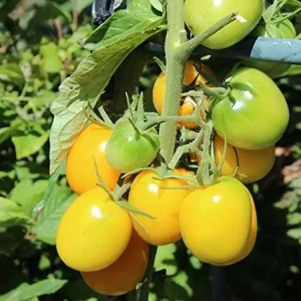 Tomaten: De Berao Gelb