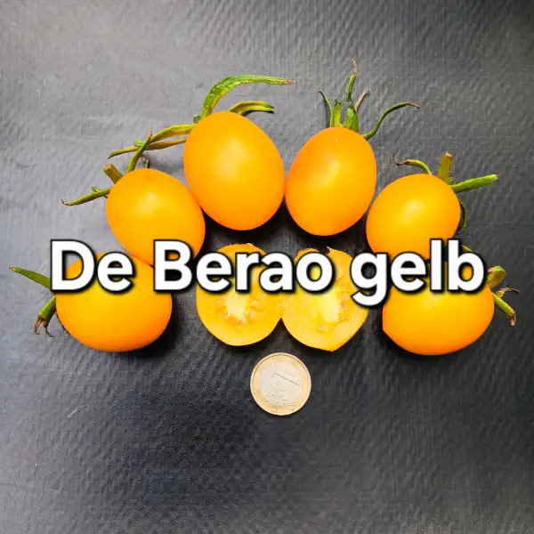 Tomaten: De Berao Gelb