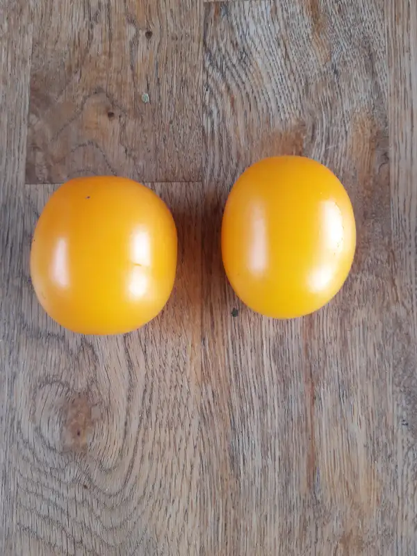 Tomaten: De Berao Gelb