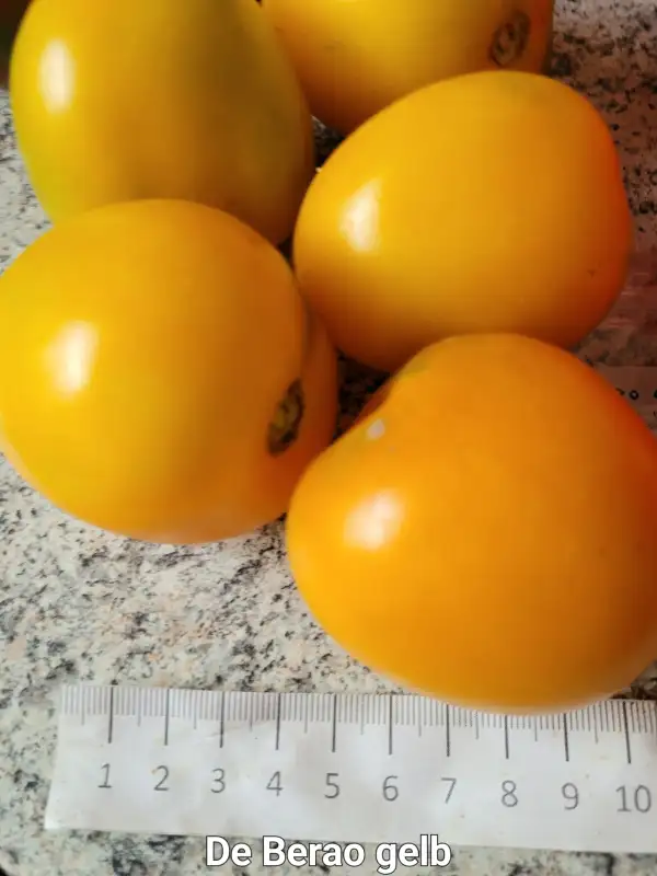 Tomaten: De Berao Gelb