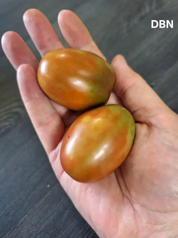 Tomaten: De Berao Noire
