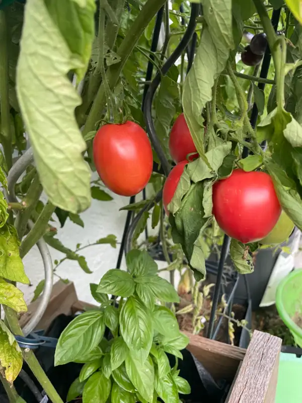 Tomaten: De Berao rosa - aus Ukraine