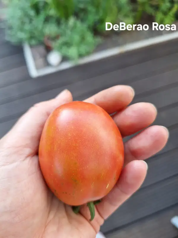 Tomaten: De Berao Rosa
