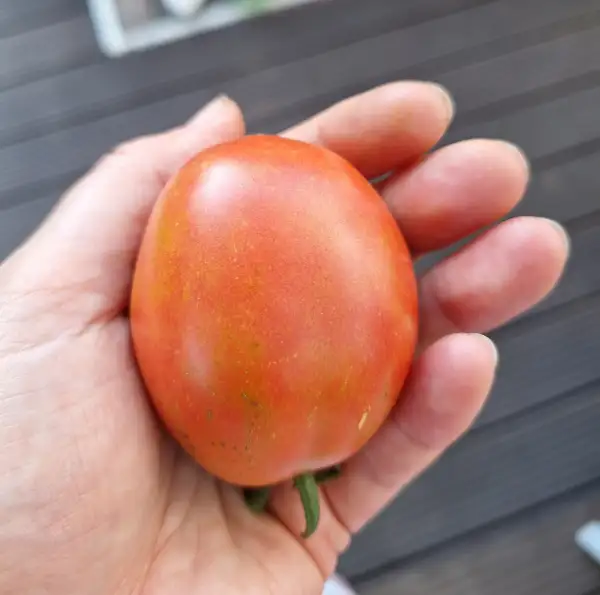 Tomaten: De Berao Rosa