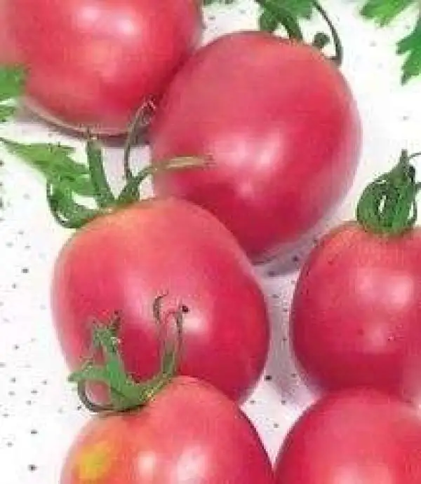 Tomaten: De Berao Rosa