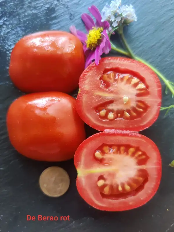 Tomaten: De Berao rot