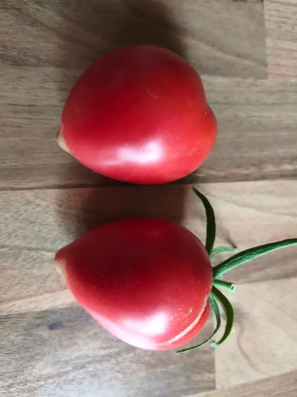 Tomaten: De Berao rot