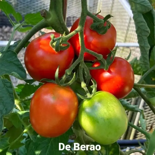 Tomaten: De Berao rot