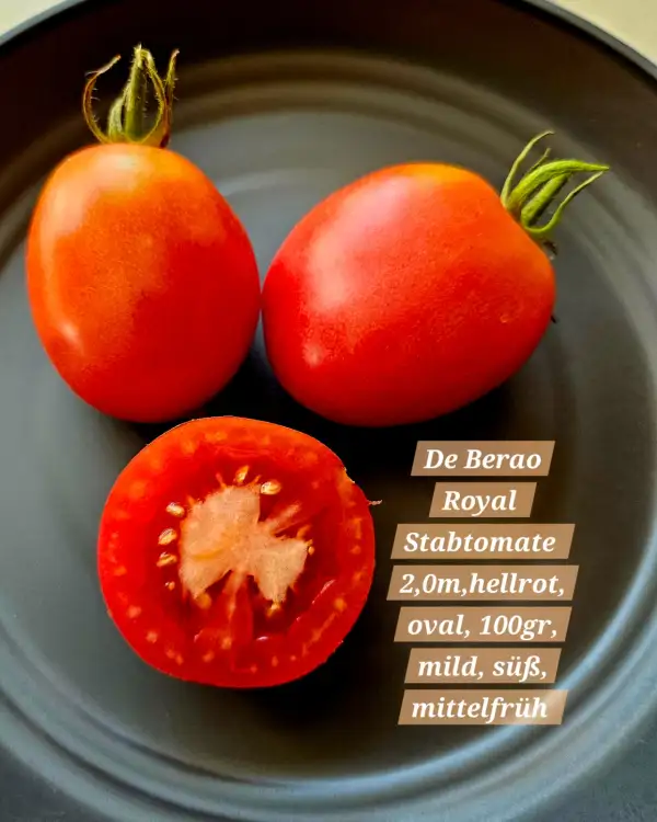 Tomaten: De Berao Royal