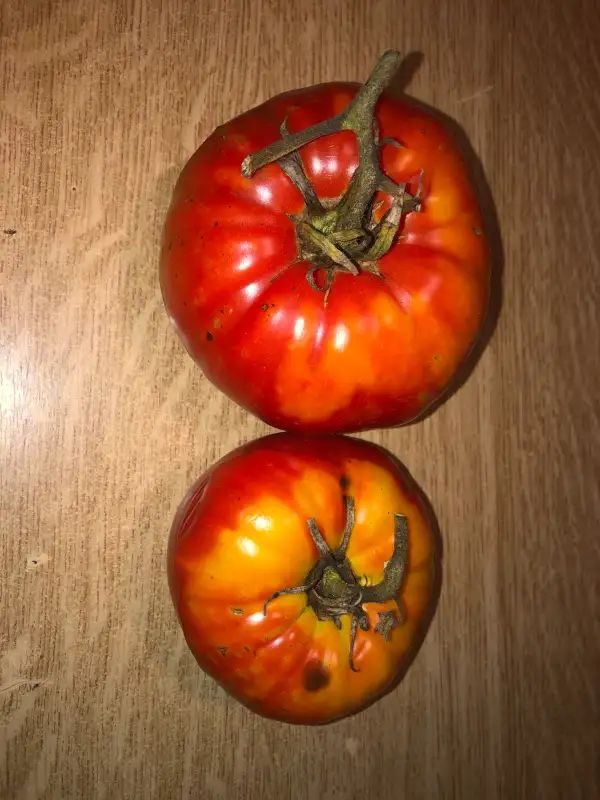 Tomaten: De Caña Andaluz