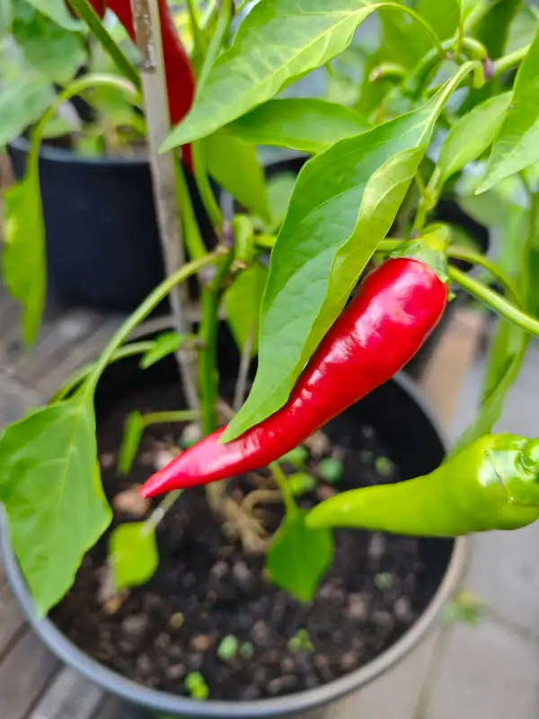 Chili / Paprika: De Cayenne
