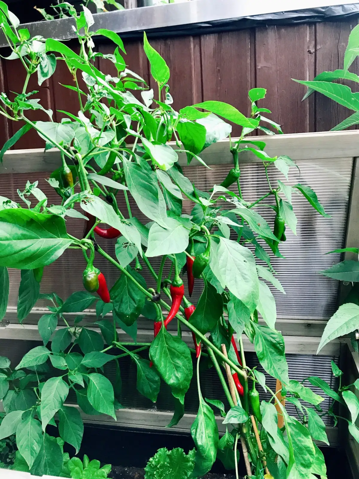 Chili / Paprika: De Cayenne