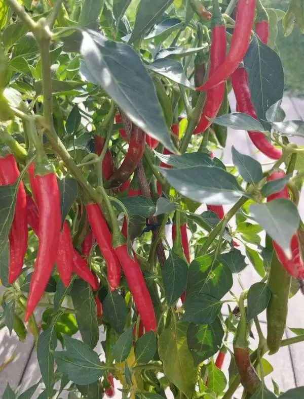 Chili / Paprika: De Cayenne