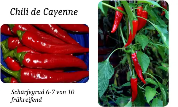 Chili / Paprika: De Cayenne