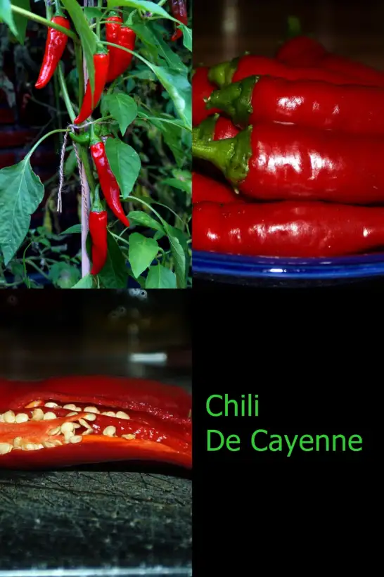 Chili / Paprika: De Cayenne