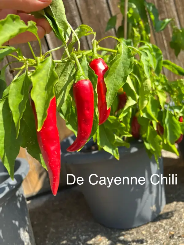 Chili / Paprika: De Cayenne Chili