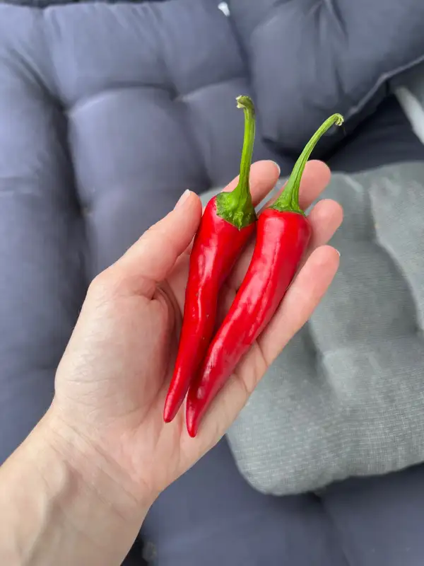 Chili / Paprika: De Cayenne rot