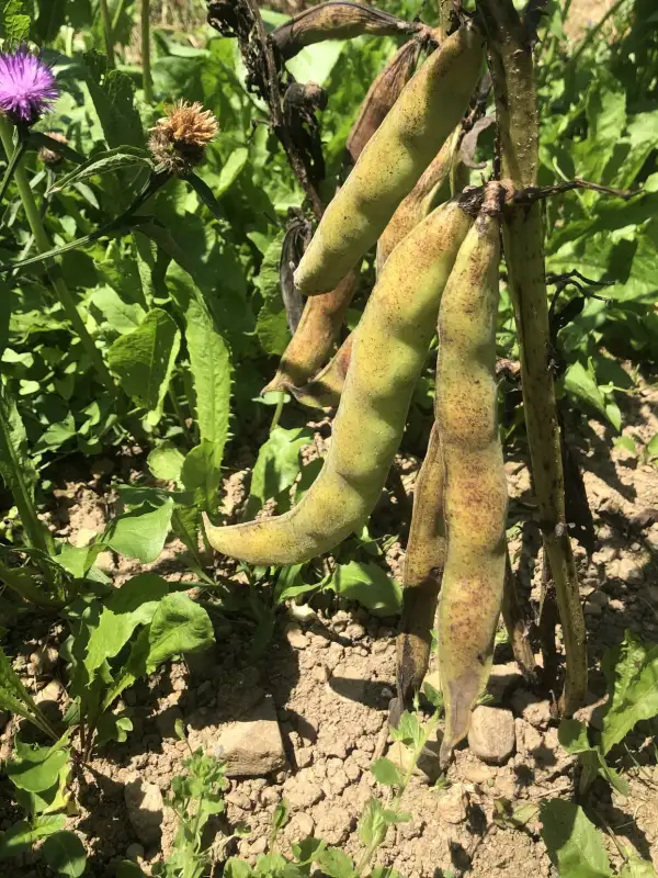 andere Gemüse: De Cicle Curt de Alcañar saubohnen