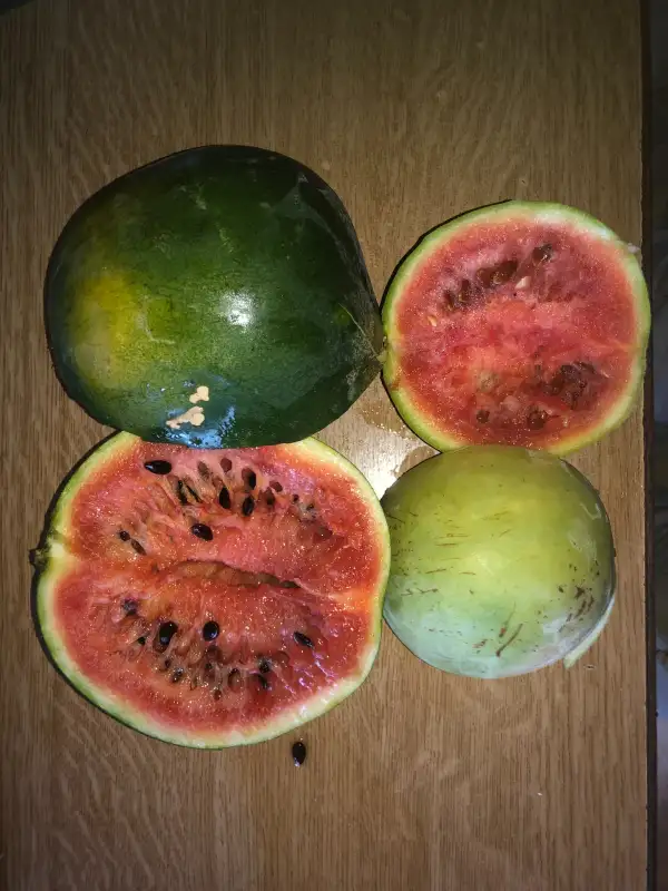 Obst: De Hoyos wassermelone