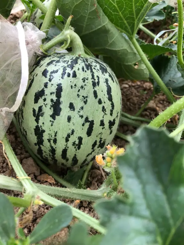 Obst: De Lunéville melone