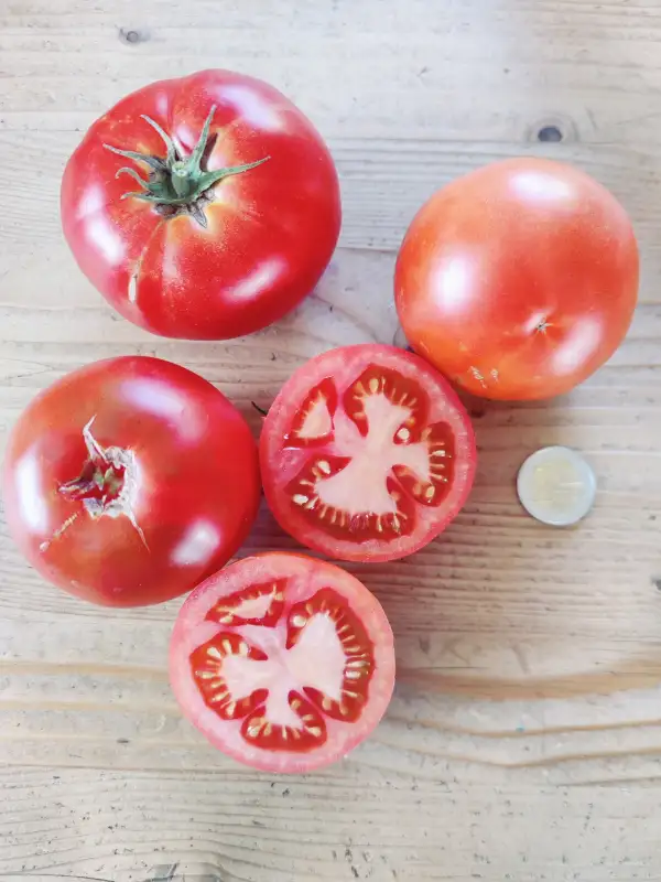 Tomaten: De Paudex