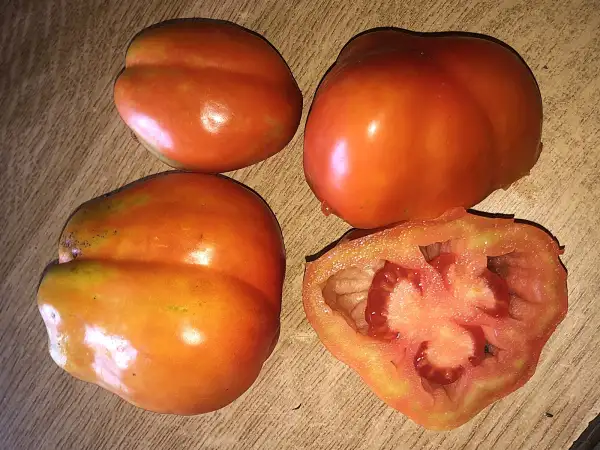 Tomaten: De Pimiento de Castellnou de Seana