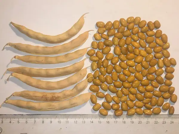 Bohnen: De Plans de Cornet
