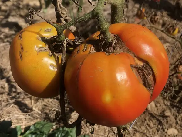 Tomaten: De San Juan
