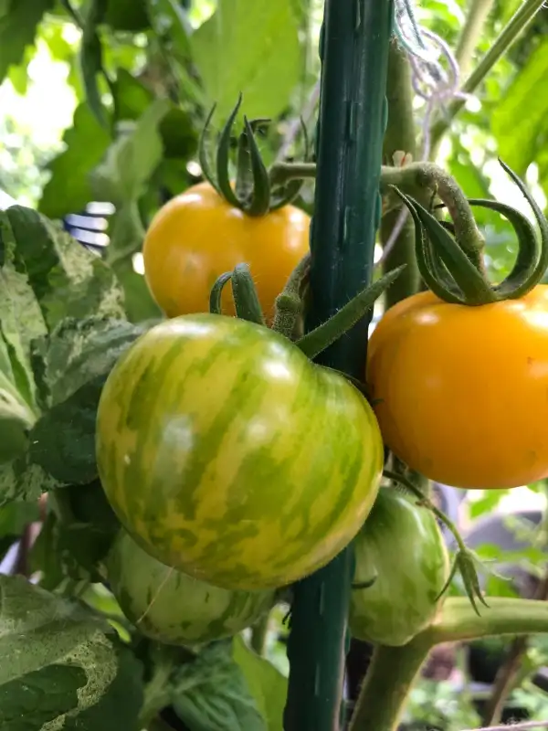 Tomaten: Dean Hailey‘s Rainbow