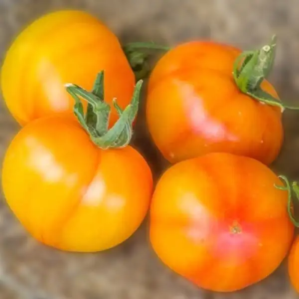 Tomaten: Dean Haley