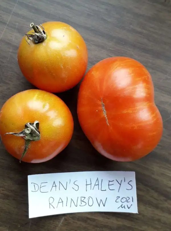 Tomaten: Dean