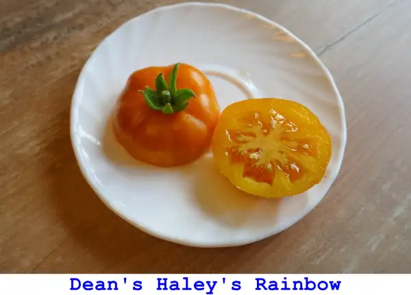 Tomaten: Dean’s Haley’s Rainbow