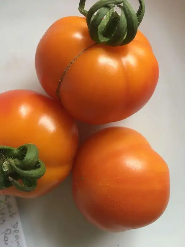 Tomaten: Dean´s Haley´s Rainbow Dwarf