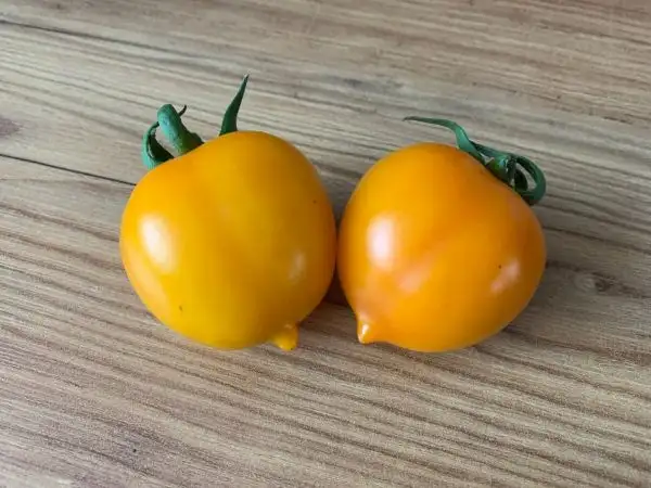 Tomaten: Dean‘s Haley‘s Rainbow Dwarf