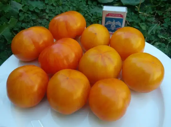 Tomaten: Dean’s Haleys Rainbow