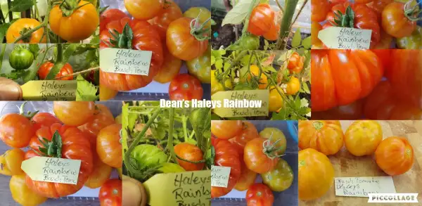 Tomaten: Dean’s Haleys Rainbow Dwarf - Buschtomate