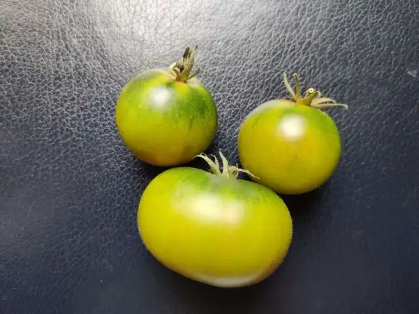 Tomaten: Dean’s Mean Little Green