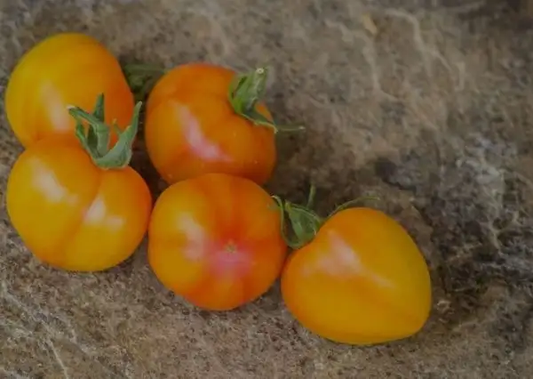 Tomaten: Deans Hailys Rainbow