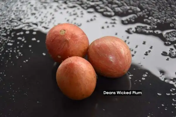 Tomaten: Deans Wicked Plum