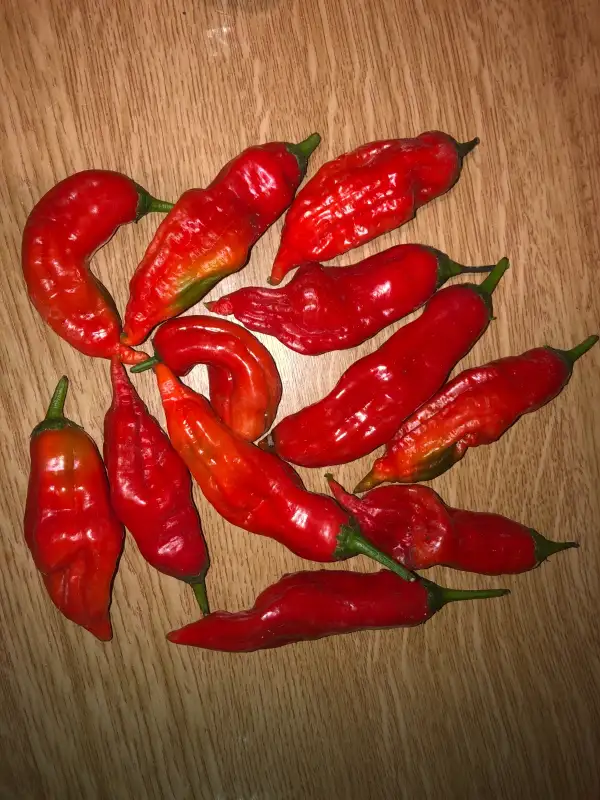 Chili / Paprika: Dedo de Moça