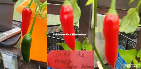 Chili / Paprika: Dedo de Moca   "Mädchenfinger"