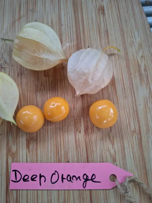 Physalis: Deep orange
