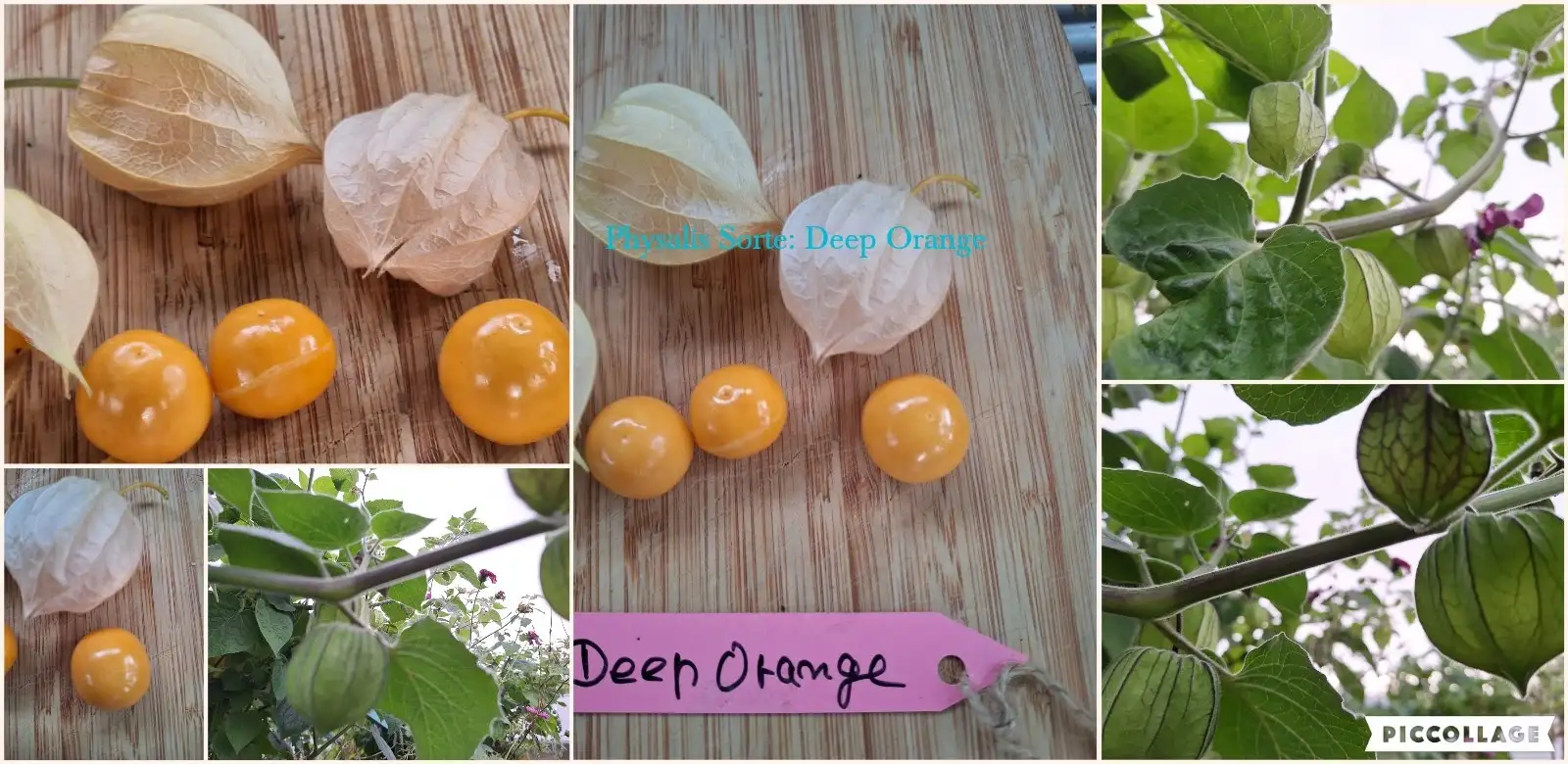 Physalis: Deep orange