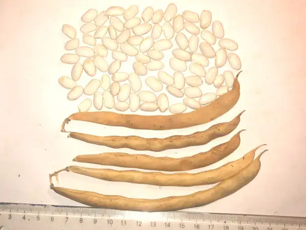 Bohnen: Del Caral del Canyet