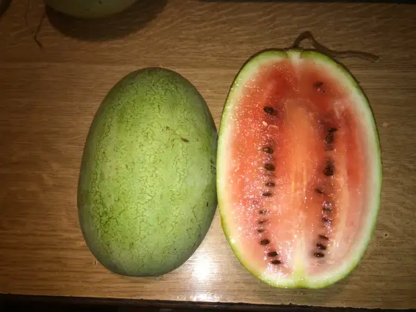 Obst: Del Cilindro de Àger / Wassermelone